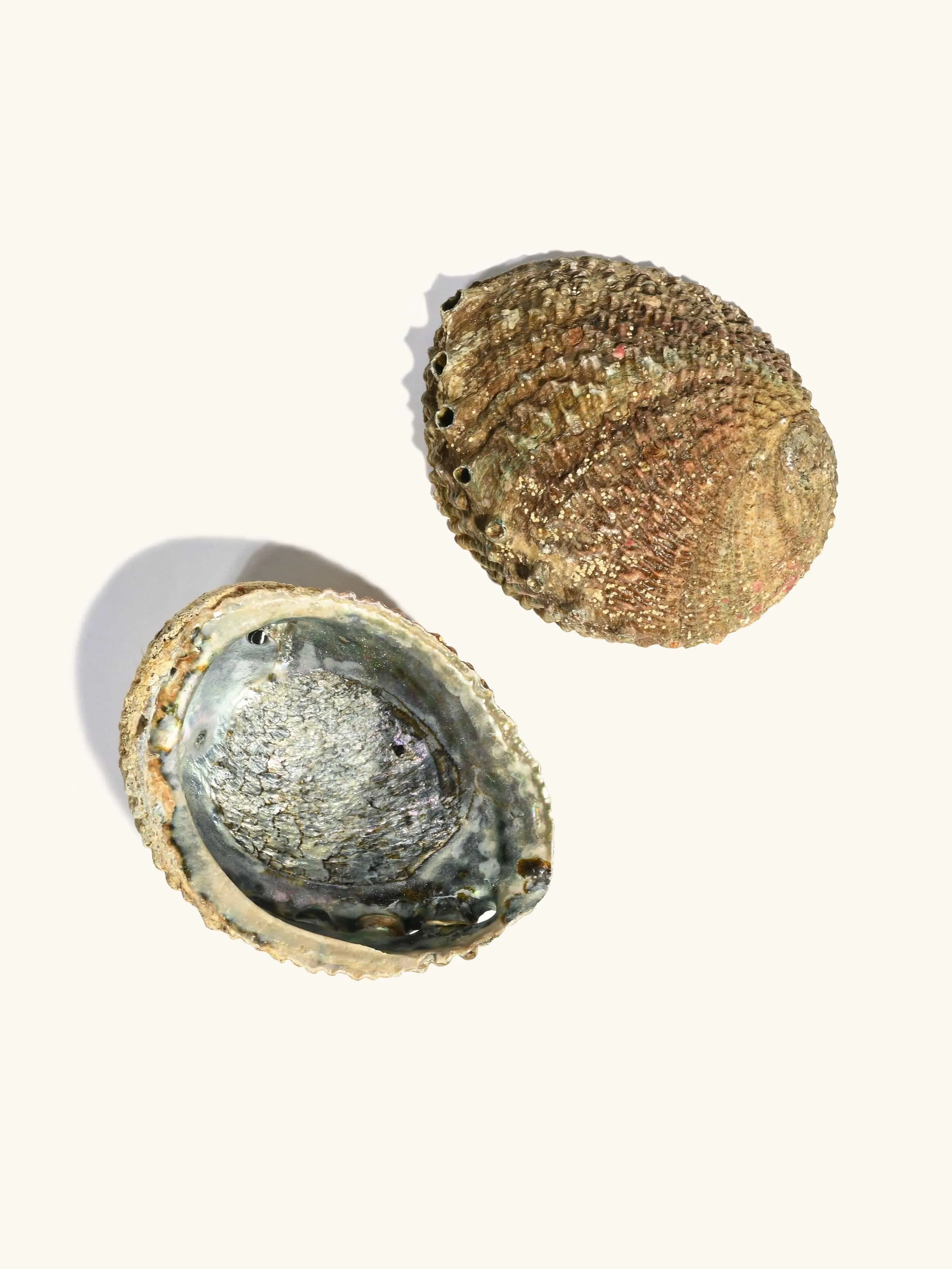 Abalone Shell