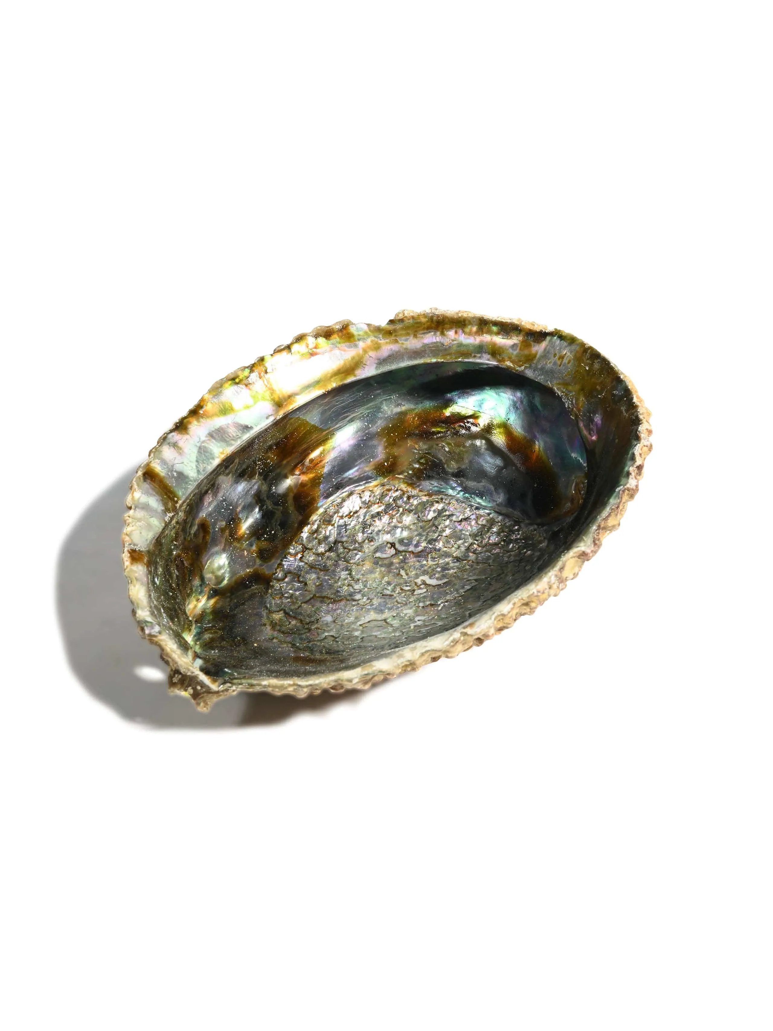 Abalone Shell