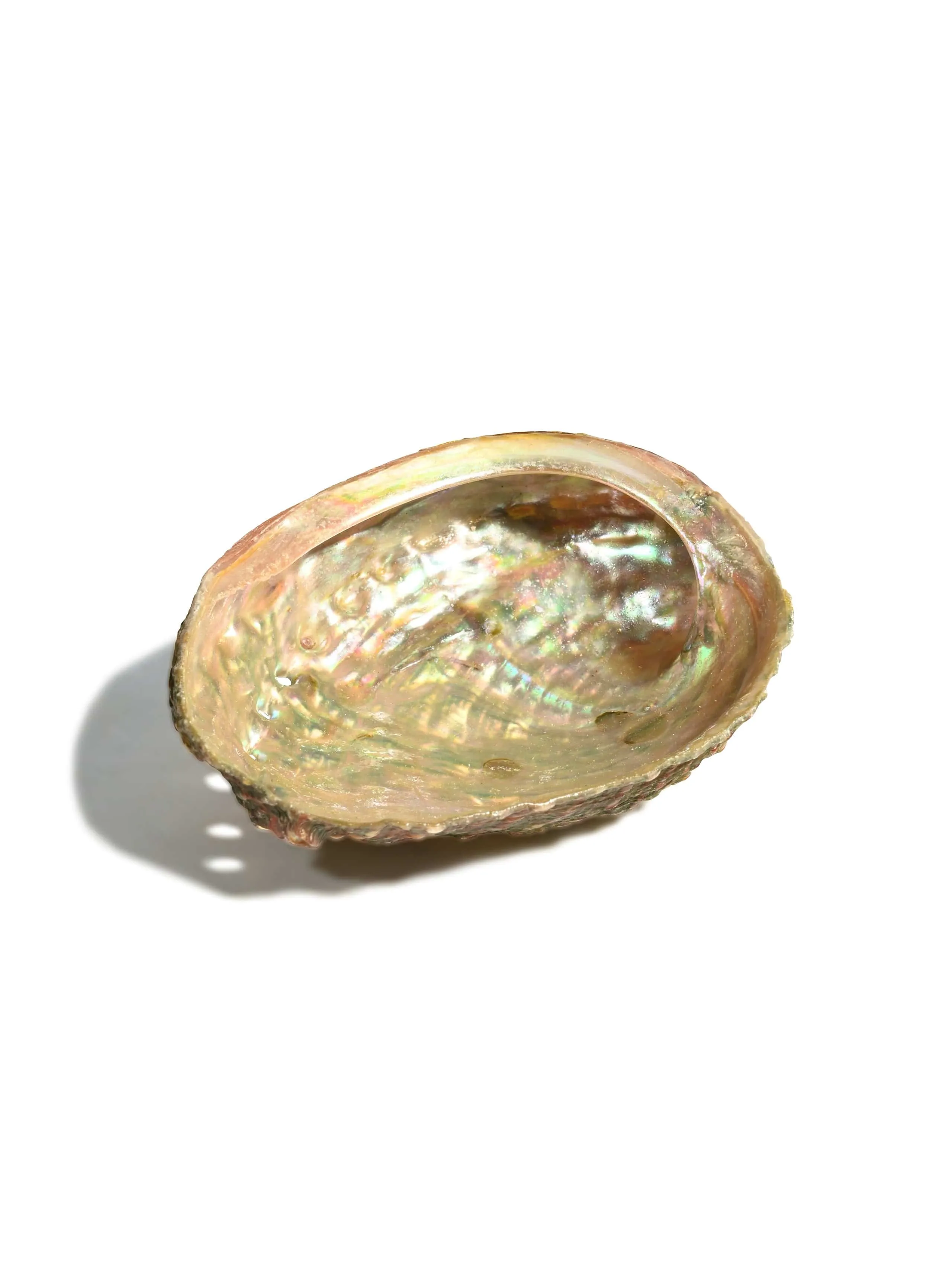 Abalone Shell