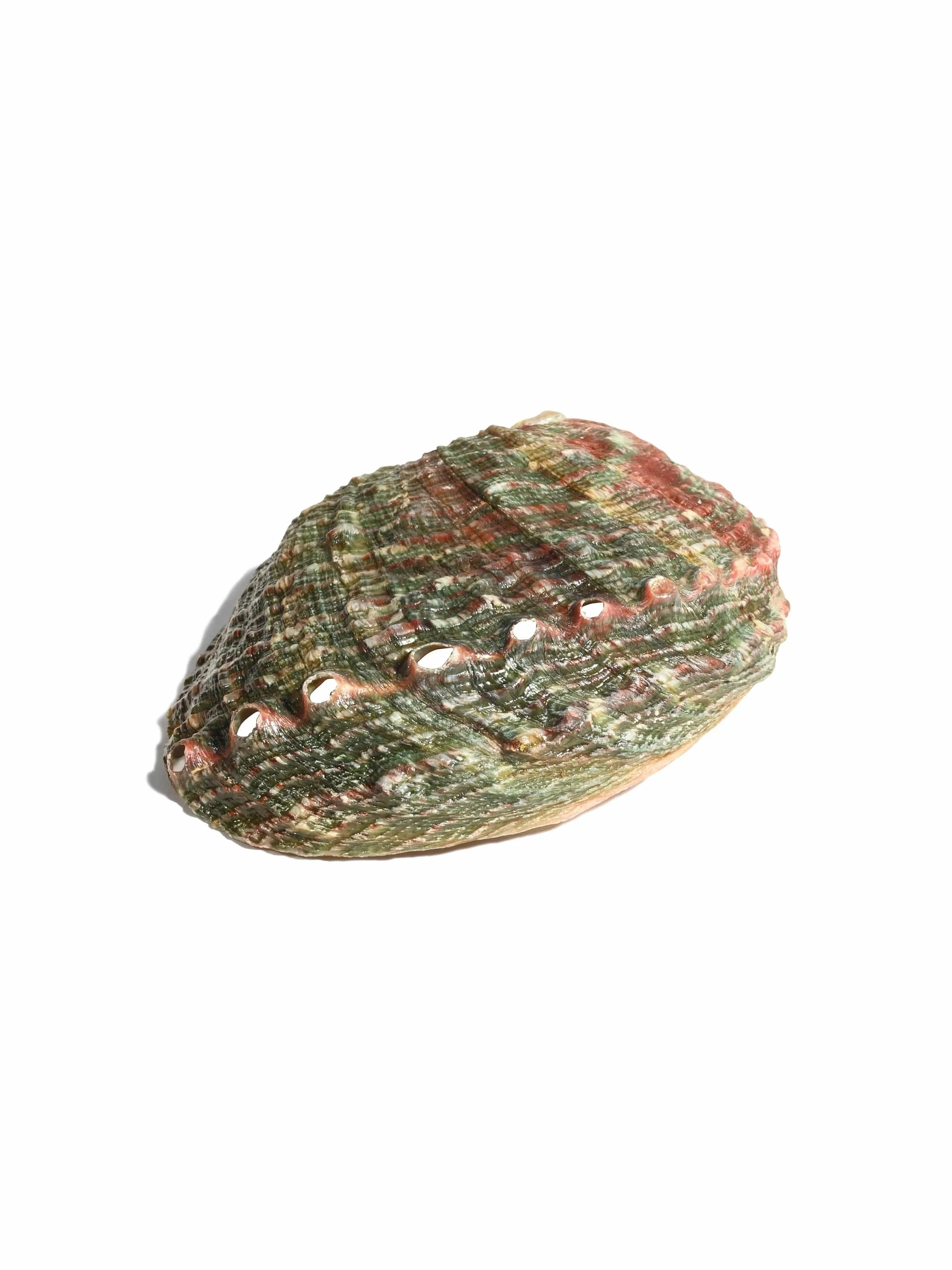 Abalone Shell