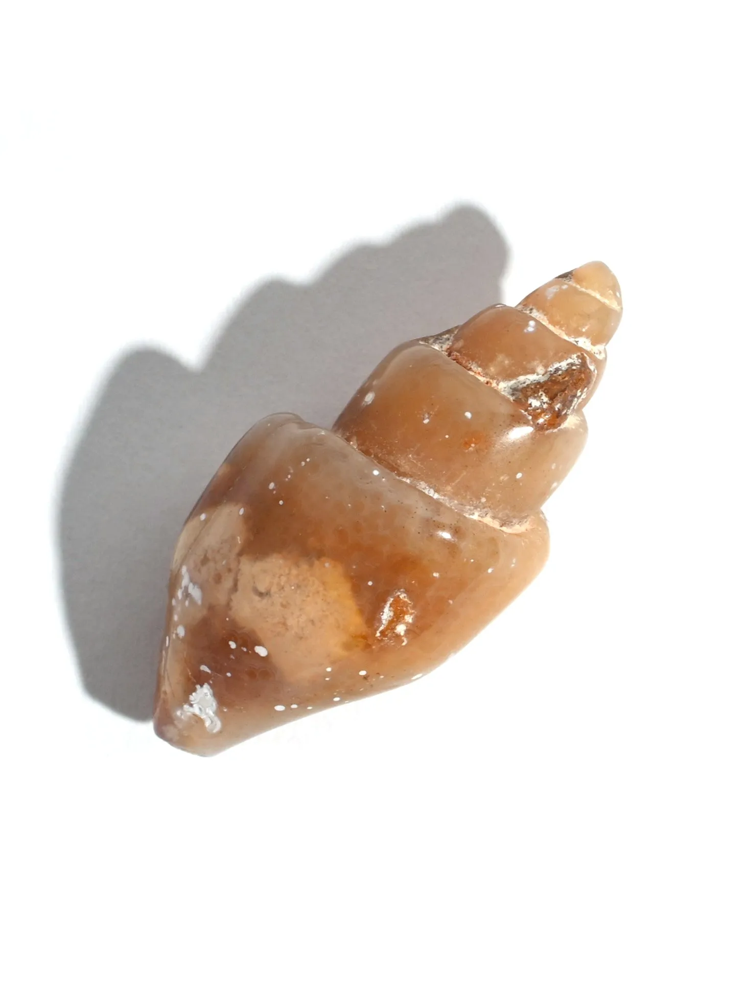 Carnelian Agatized Shell