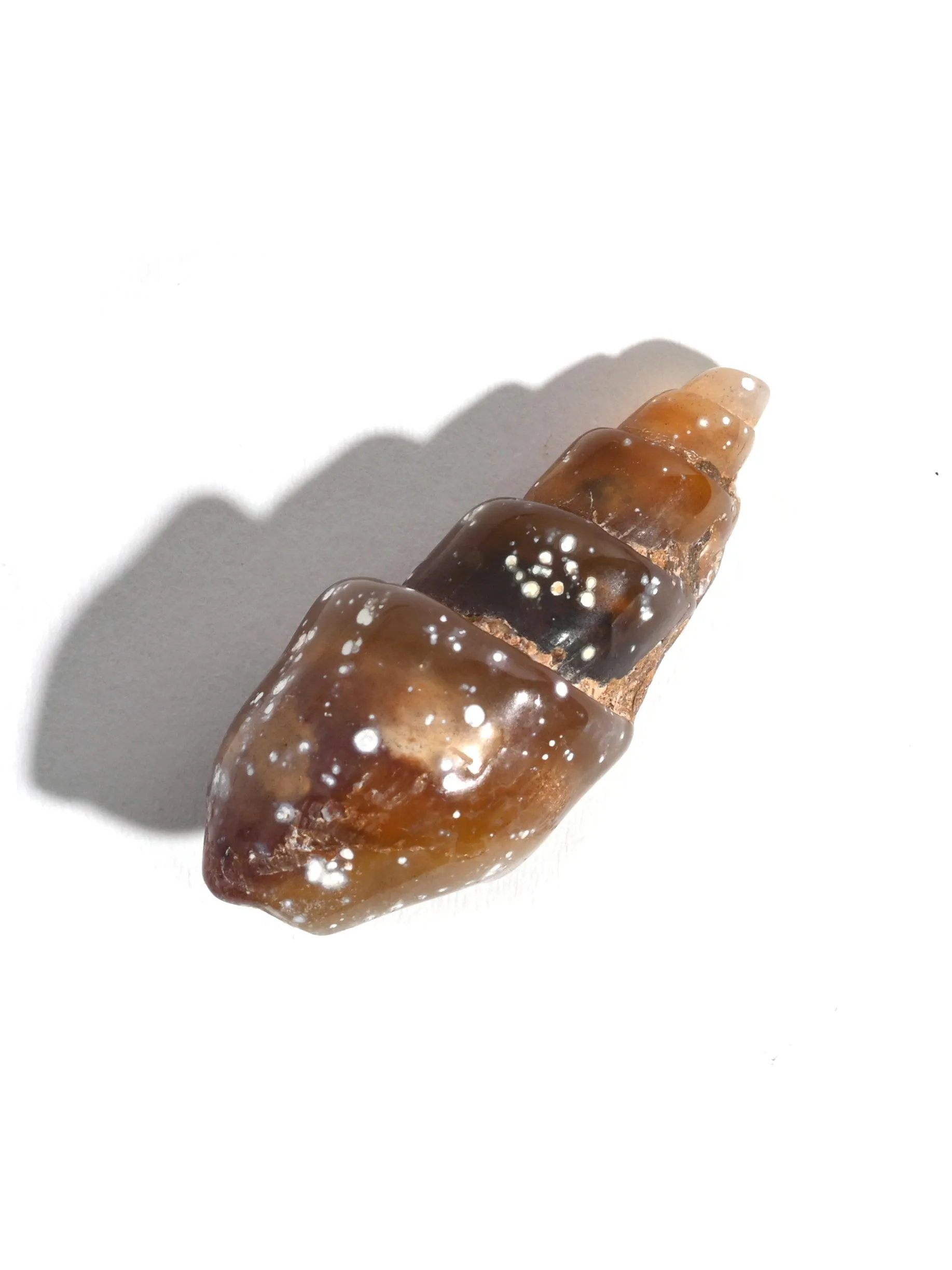 Carnelian Agatized Shell